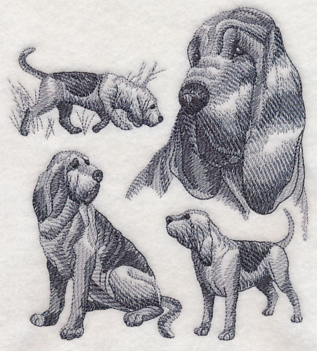 Bloodhound Sketch