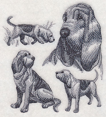 Bloodhound Sketch