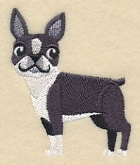 Boston Terrier - Looking Straight