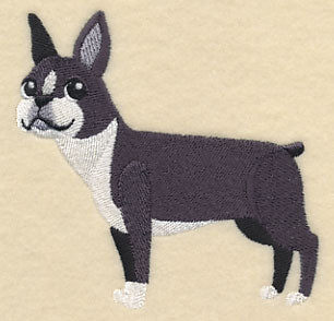 Boston Terrier - Looking Left