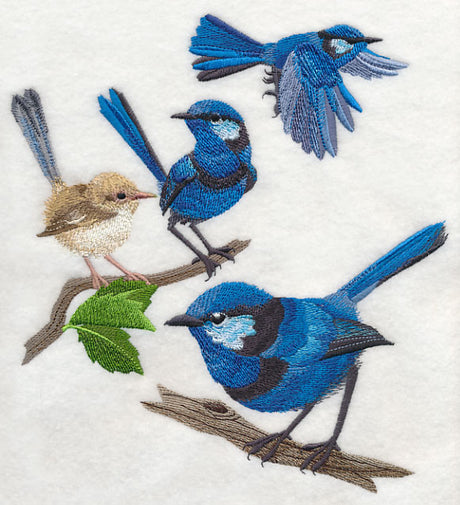 Splendid Fairy-wren Collage