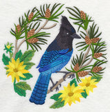 Steller's Jay Scene