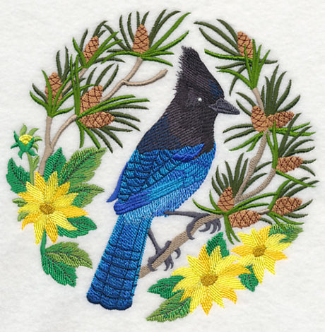 Steller's Jay Scene