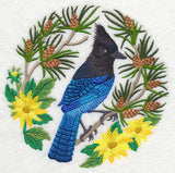 Steller's Jay Scene