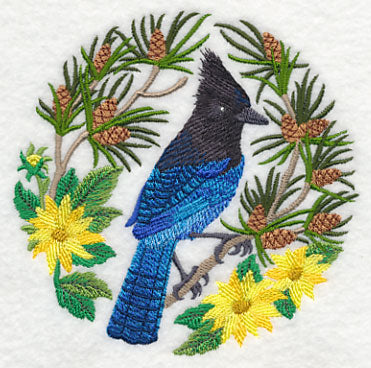 Steller's Jay Scene