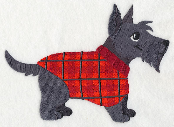 Scottie in Sweater