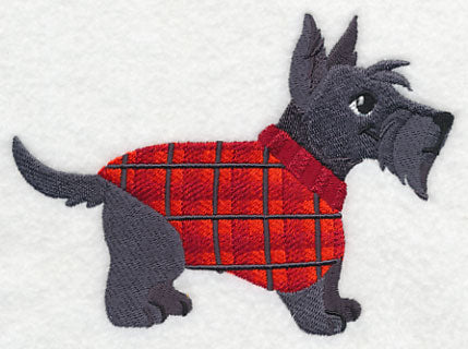 Scottie in Sweater