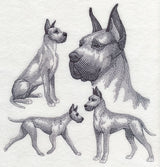 Great Dane Sketch (Cropped Ears)