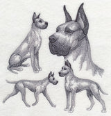 Great Dane Sketch (Cropped Ears)