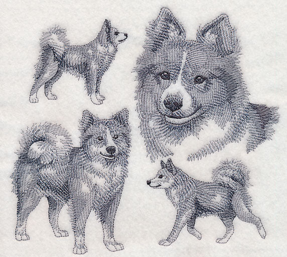 Icelandic Sheepdog Sketch
