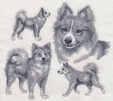Icelandic Sheepdog Sketch