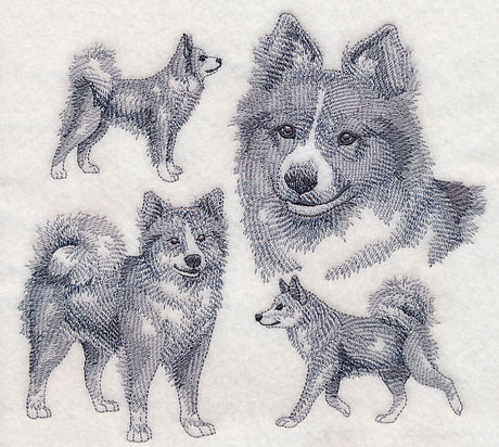 Icelandic Sheepdog Sketch