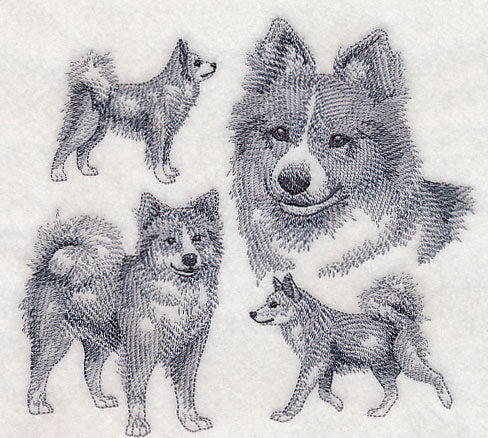Icelandic Sheepdog Sketch