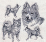Icelandic Sheepdog Sketch