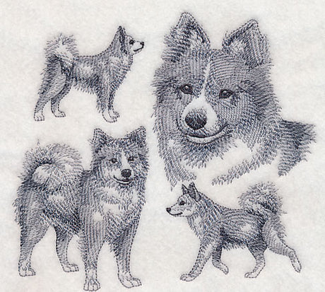 Icelandic Sheepdog Sketch