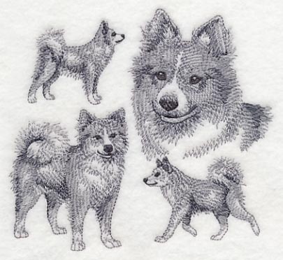 Icelandic Sheepdog Sketch