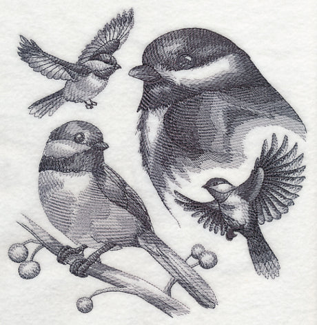 Chickadee Sketch