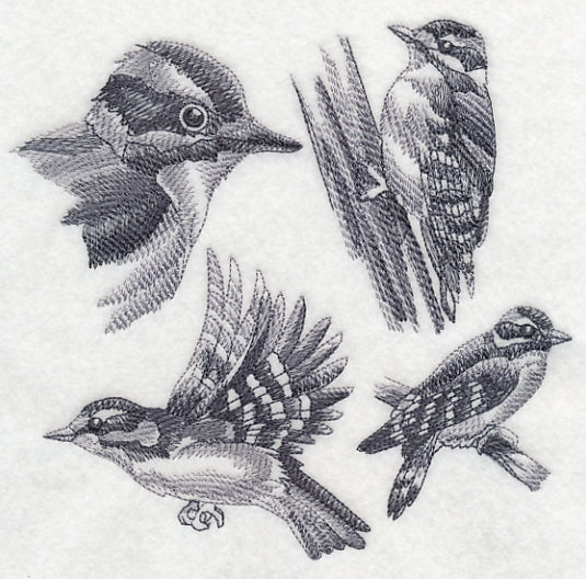 Downy Woodpecker Sketch