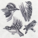 Downy Woodpecker Sketch