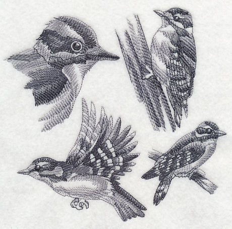 Downy Woodpecker Sketch