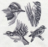 Downy Woodpecker Sketch