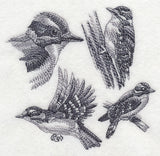 Downy Woodpecker Sketch