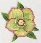 Lenten Rose Bloom in Watercolor