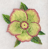 Lenten Rose Bloom in Watercolor
