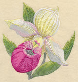 Lady Slipper Bloom in Watercolor
