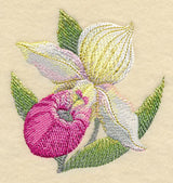 Lady Slipper Bloom in Watercolor