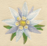 Edelweiss Bloom in Watercolor