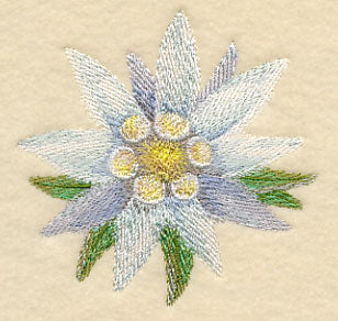 Edelweiss Bloom in Watercolor