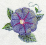 Morning Glory Bloom in Watercolor