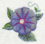 Morning Glory Bloom in Watercolor