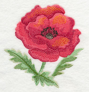 Poppy Bloom in Watercolor