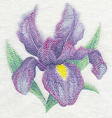 Iris Bloom in Watercolor