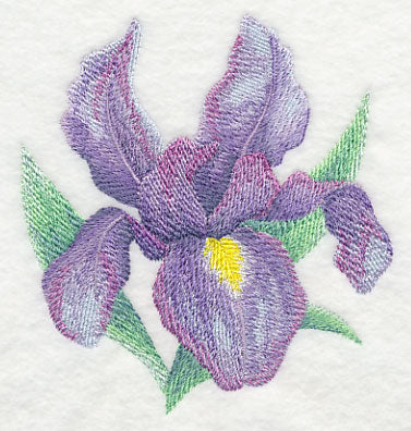 Iris Bloom in Watercolor