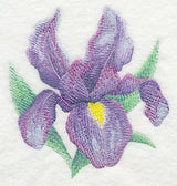 Iris Bloom in Watercolor