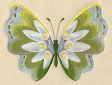 Edelweiss Butterfly in Watercolor