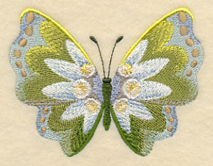 Edelweiss Butterfly in Watercolor