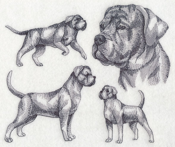 Cane Corso Sketch