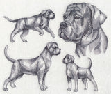 Cane Corso Sketch