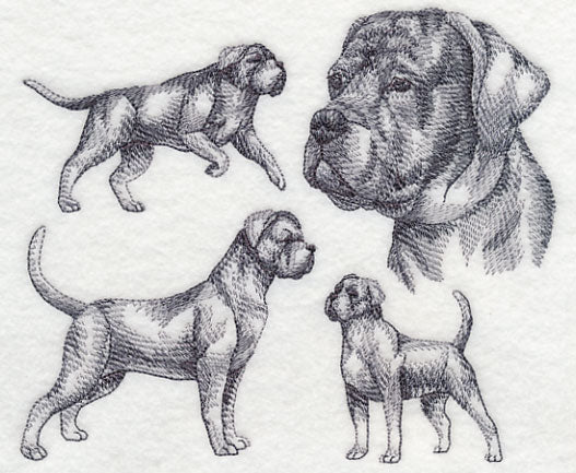 Cane Corso Sketch