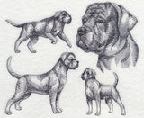 Cane Corso Sketch