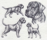 Cane Corso Sketch