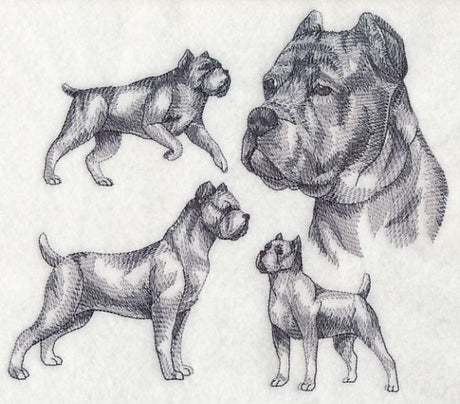 Cane Corso Sketch (Docked Tail and Cropped Ears)