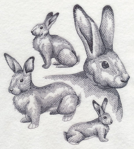 Flemish Giant Rabbit Sketch