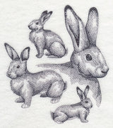 Flemish Giant Rabbit Sketch
