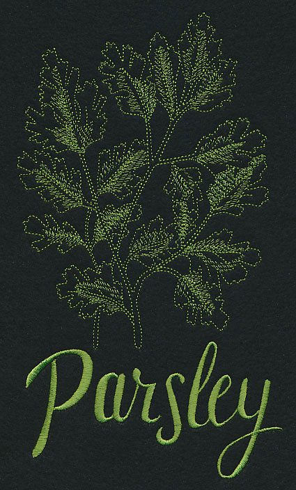 Herb Sketch - Parsley