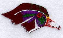 Wood Duck Head